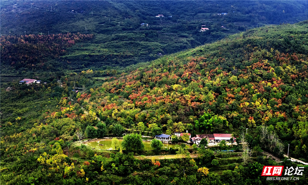 001《山里人家秋色》11月4日，中方县泸阳镇桥上村雷公山。周日忠摄.jpg
