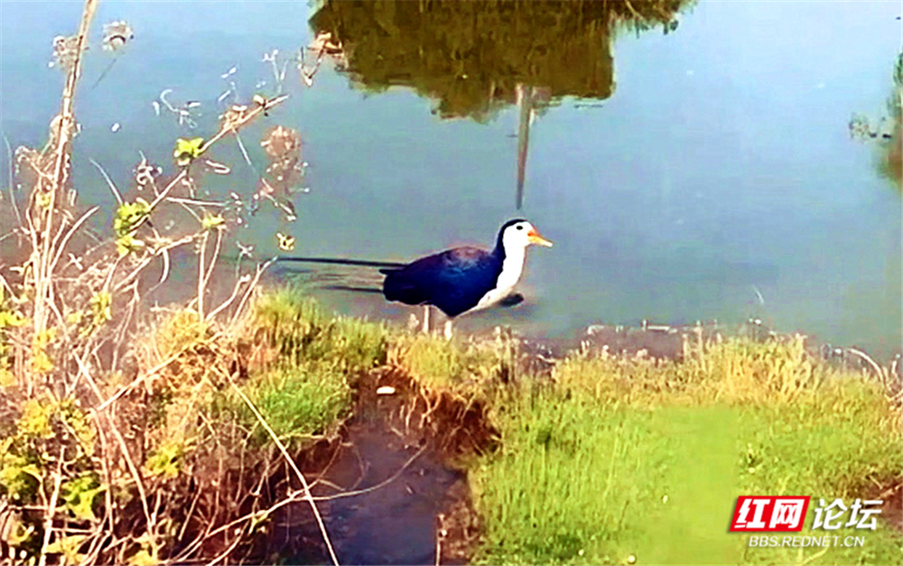 第23期 白胸苦恶鸟.mp4_20251118_154429.225_副本.jpg