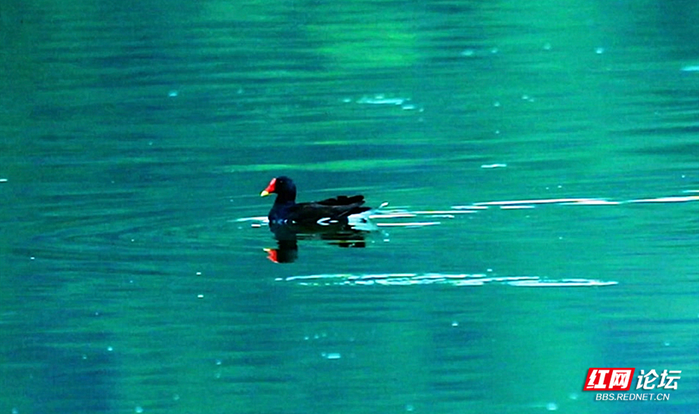 第24期 黑水鸡 配图.jpg