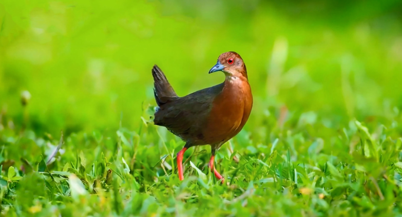 湘江源羽鉴丨第21期 红胸田鸡