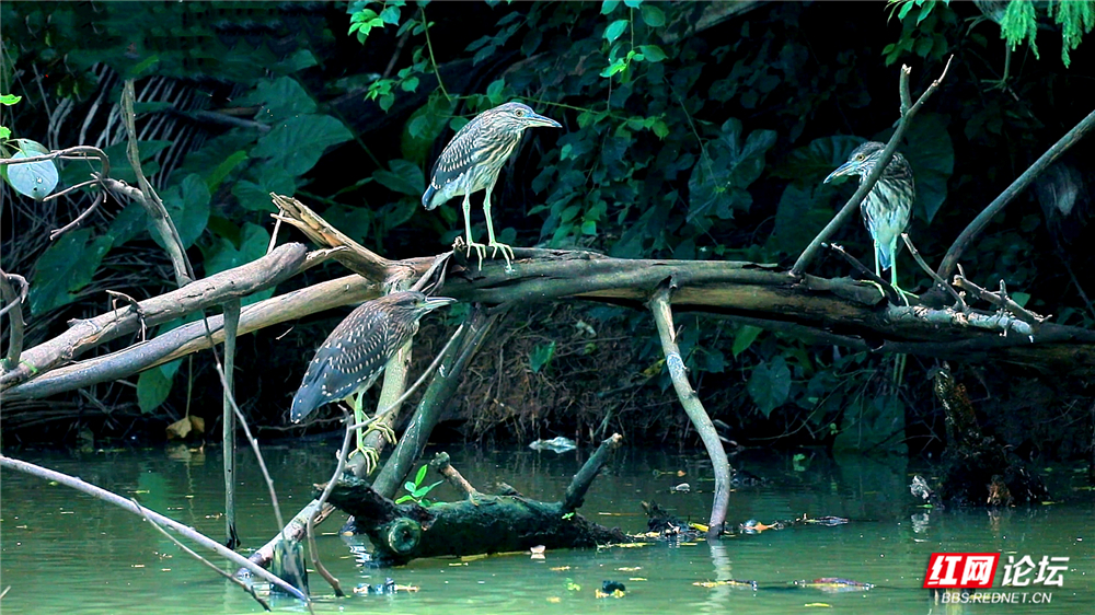 第27期 夜鹭.mp4_20251219_084423.228_副本_副本1.jpg