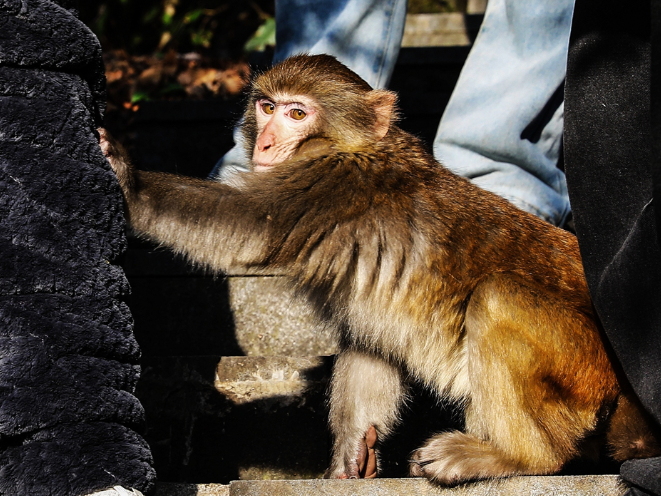 【每日一图@湖南】山野治愈力满格！看大熊山猴群“认真营业”