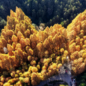 【每日一图@湖南】刷屏预警!靖州排牙山千亩水杉林绝美上线