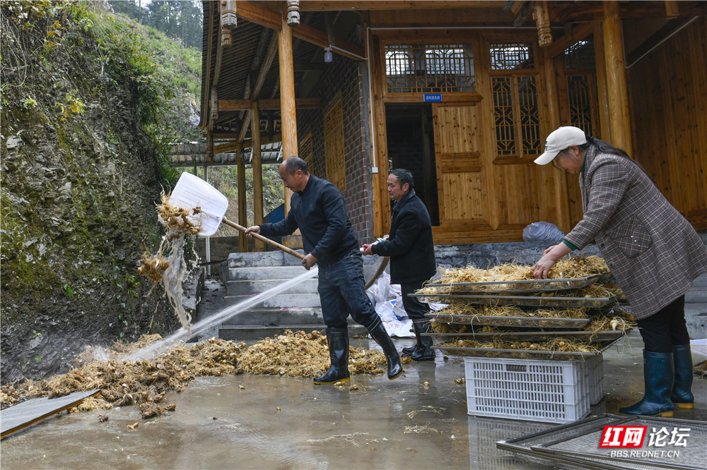 08、黄精深加工.jpg 08、黄精深加工.jpg