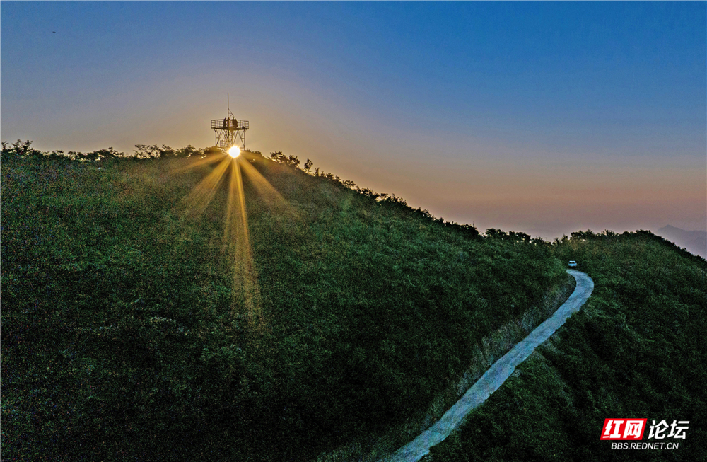 01、大王山万亩黄精中药材林地.jpg 01、大王山万亩黄精中药材林地.jpg