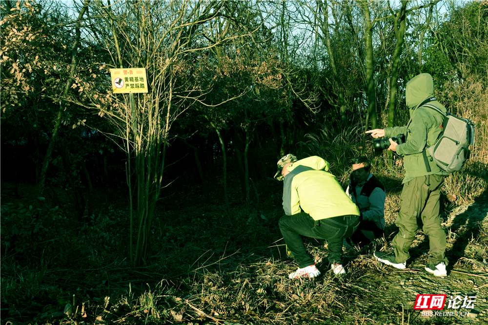 02、探秘林下种黄精.jpg 02、探秘林下种黄精.jpg