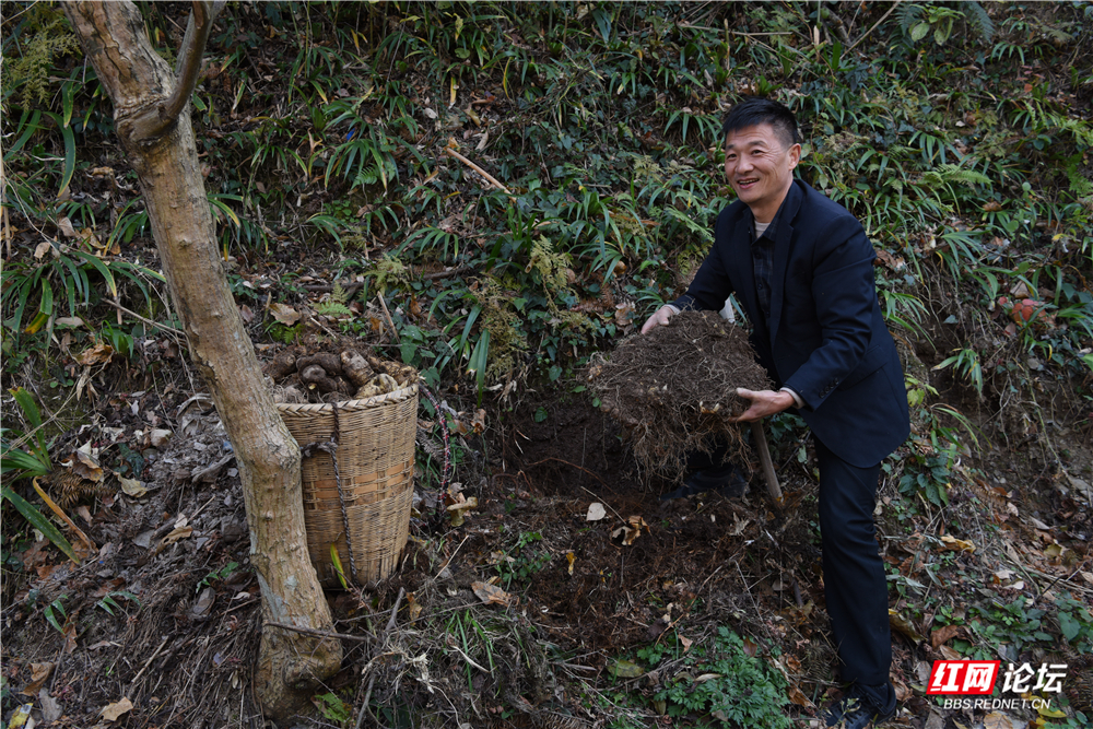 05、林下生黄精.jpg 05、林下生黄精.jpg