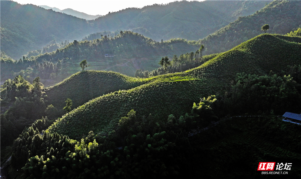 03、柳林村中药材林.jpg 03、柳林村中药材林.jpg