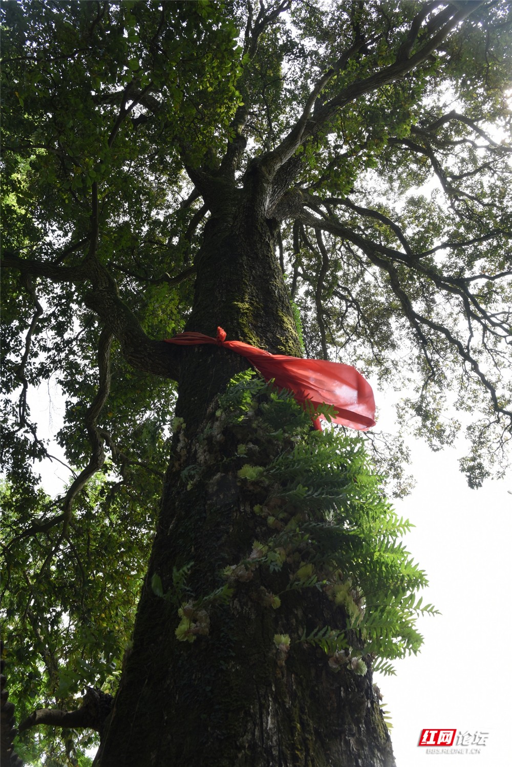 nEO_IMG_10、村中古树参天.jpg nEO_IMG_10、村中古树参天.jpg