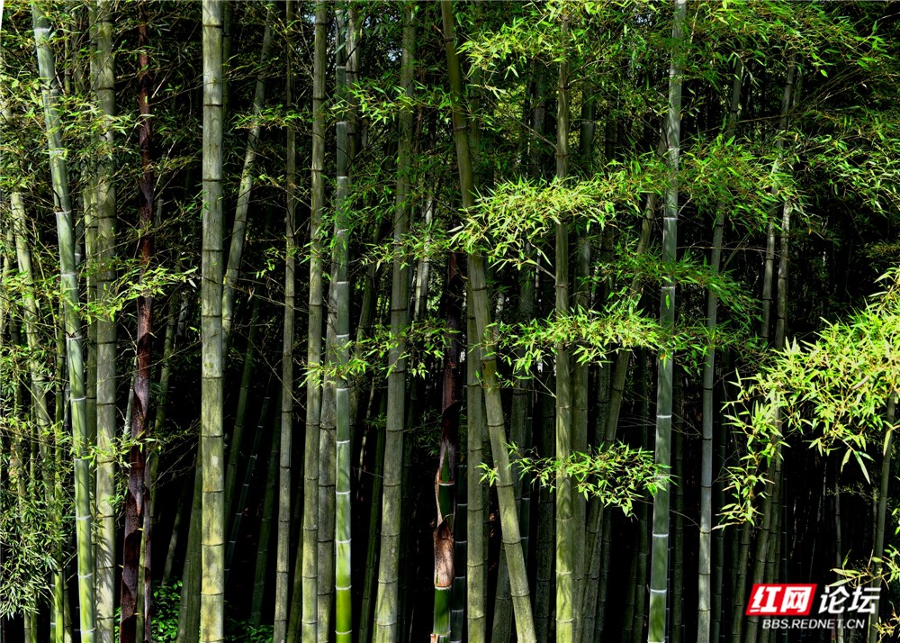 nEO_IMG_8、青山处处叠翠 .jpg