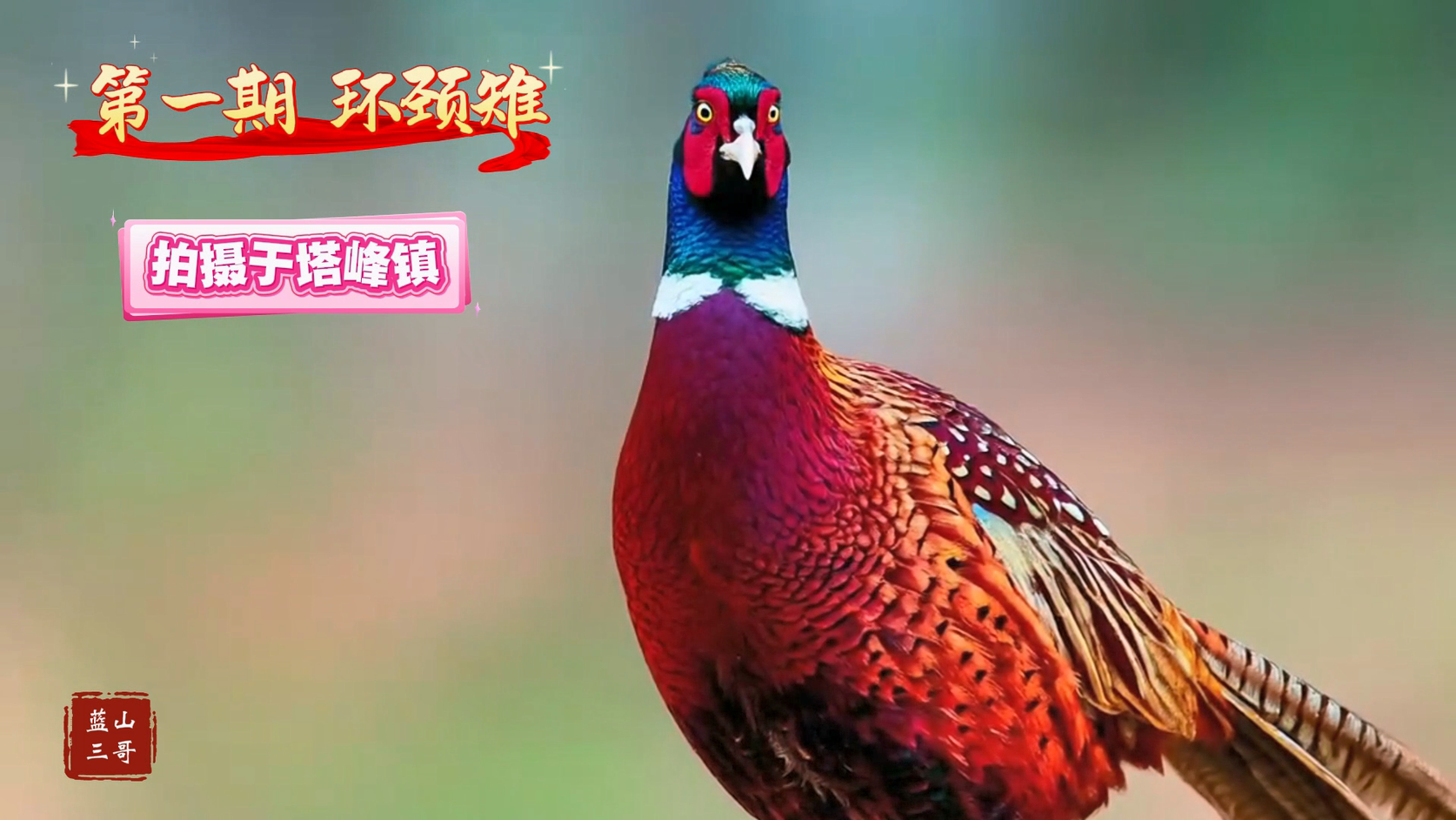 第1期 环颈雉.mp4_20250701_113857.951.png