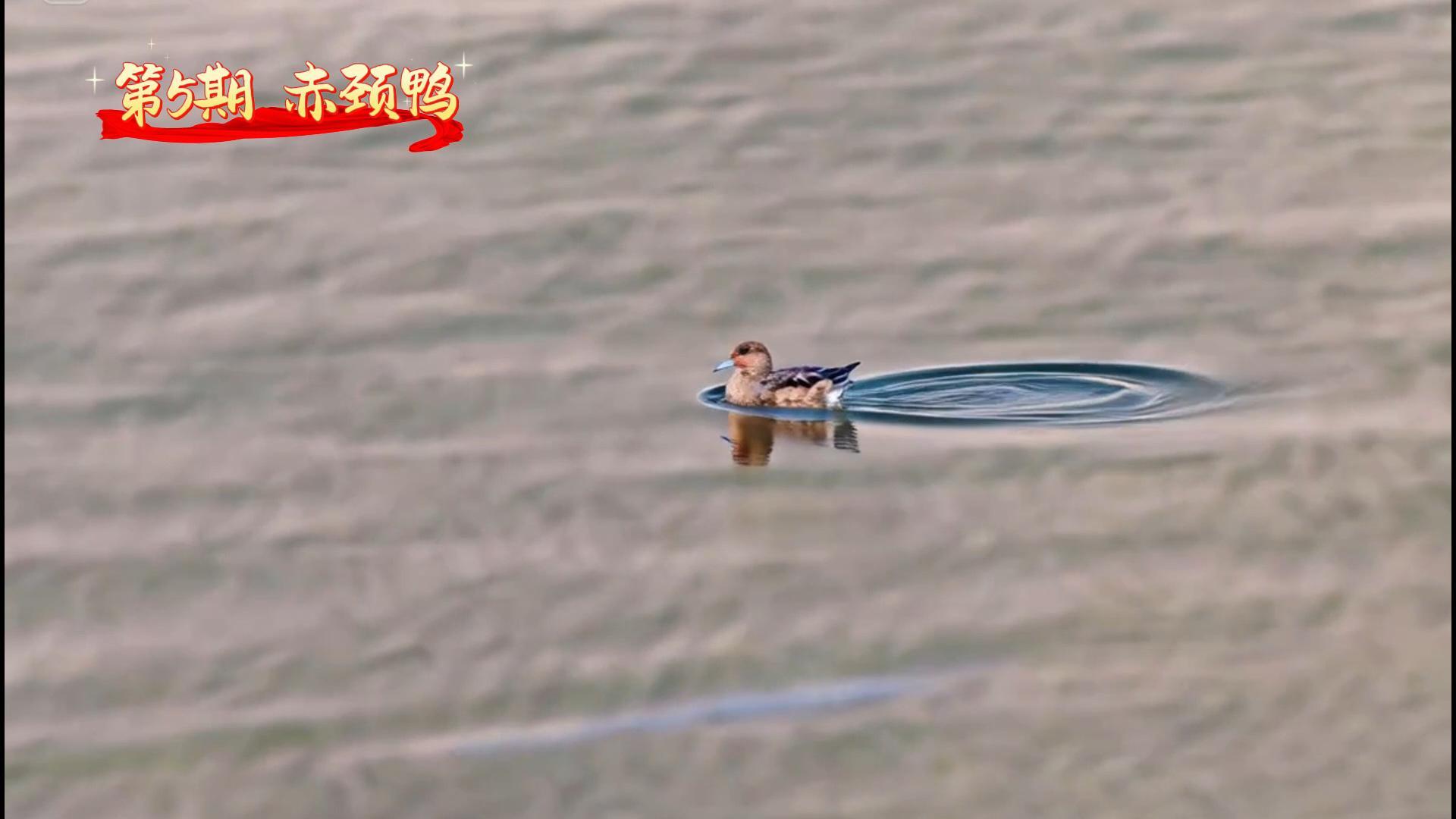 005 第5期 赤颈鸭.jpg