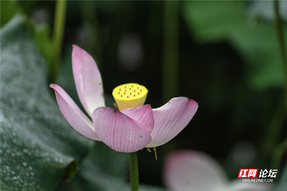nEO_IMG_DSC01446 拷贝.jpg