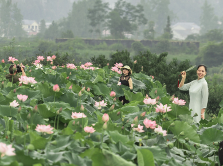 【每日一图@湖南】靖州藕团乡佘家湾：夏日荷田美，乡村入画来