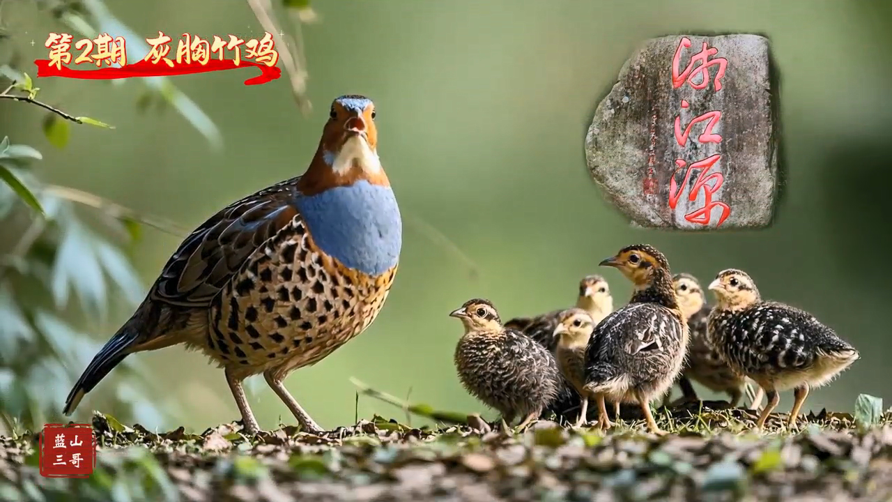 第2期 灰胸竹鸡.mp4_20250702_112652.135.png