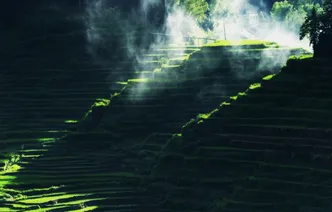 翠绿沁染的紫鹊界