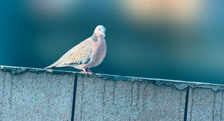 湘江源羽鉴丨第13期 珠颈斑鸠