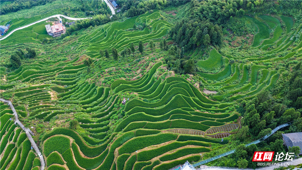 nEO_IMG_DJI_20250803061818_0018_D.jpg