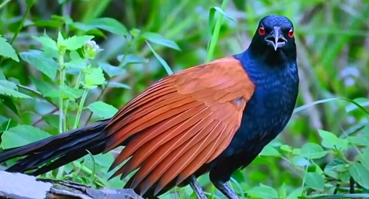 湘江源羽鉴丨第14期 褐翅鸦鹃