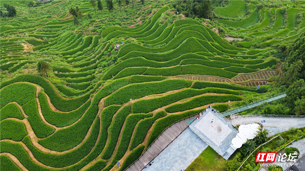 nEO_IMG_DJI_20250803061839_0019_D.jpg