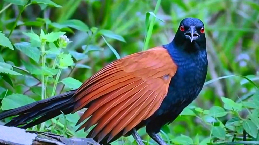 第14期 褐翅鸦鹃.mp4_20250805_145312.893.jpg