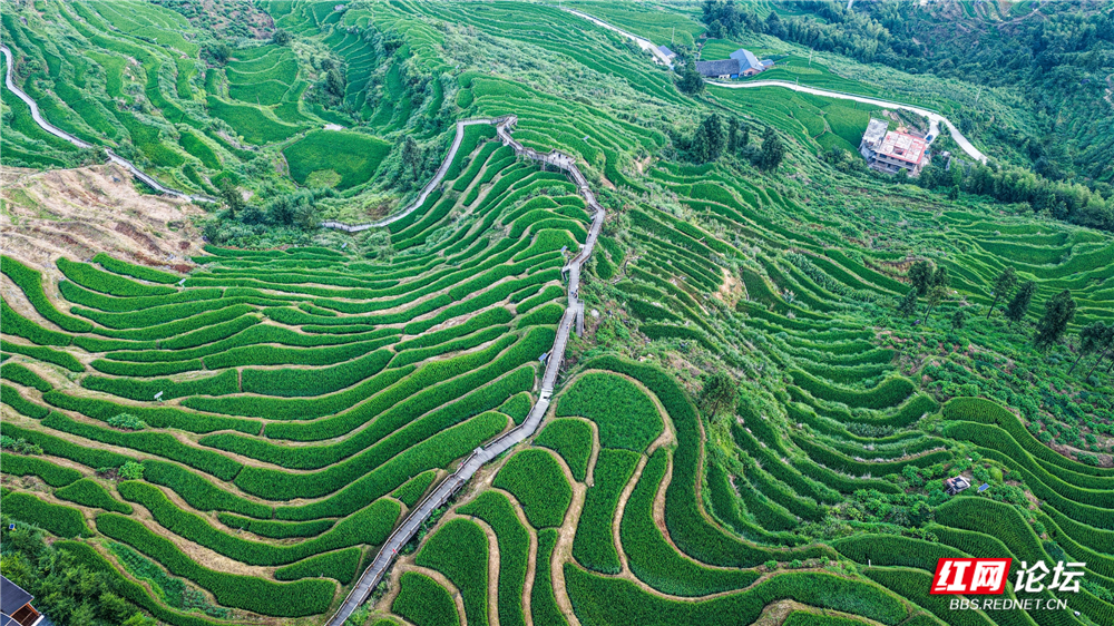 nEO_IMG_DJI_20250803061624_0015_D.jpg