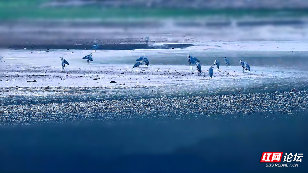 第31期 苍鹭 文配图1000宽_副本.jpg