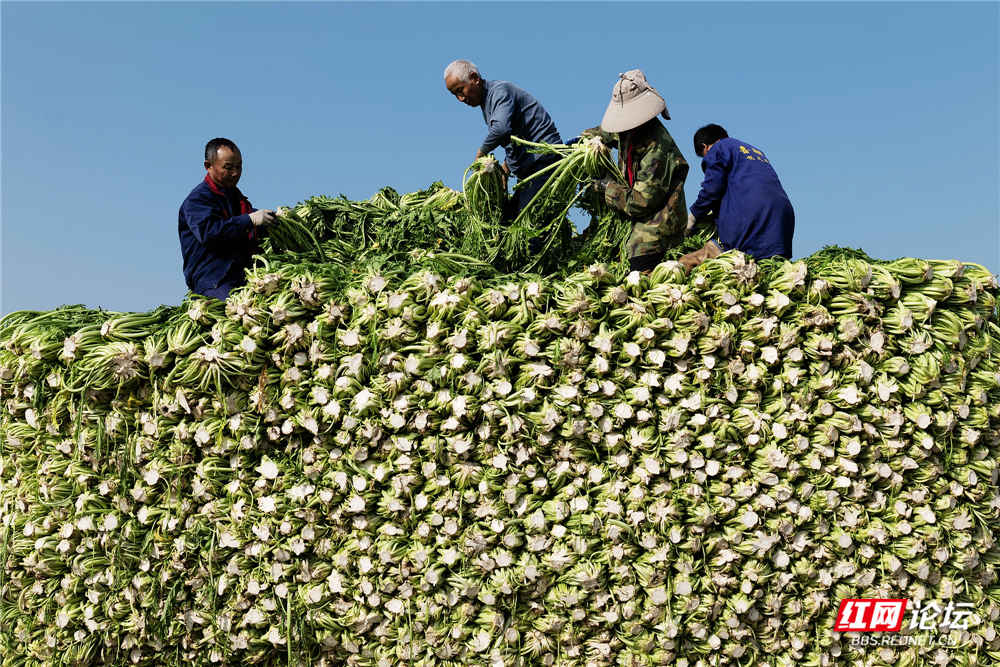 nEO_IMG_2026年1月16日,岳阳市君山区菜农正在抢收蔬菜“雪里红”。据气象部门预报:1月20日起,当地将有一次较强的冰雪天气。这是建新农场九队的收菜现场。 (3).jpg nEO_IMG_2026年1月16日,岳阳市君山区菜农正在抢收蔬菜“雪里红”。据气象部门预报:1月20日起,当地将有一次较强的冰雪天气。这是建新农场九队的收菜现场。 (3).jpg