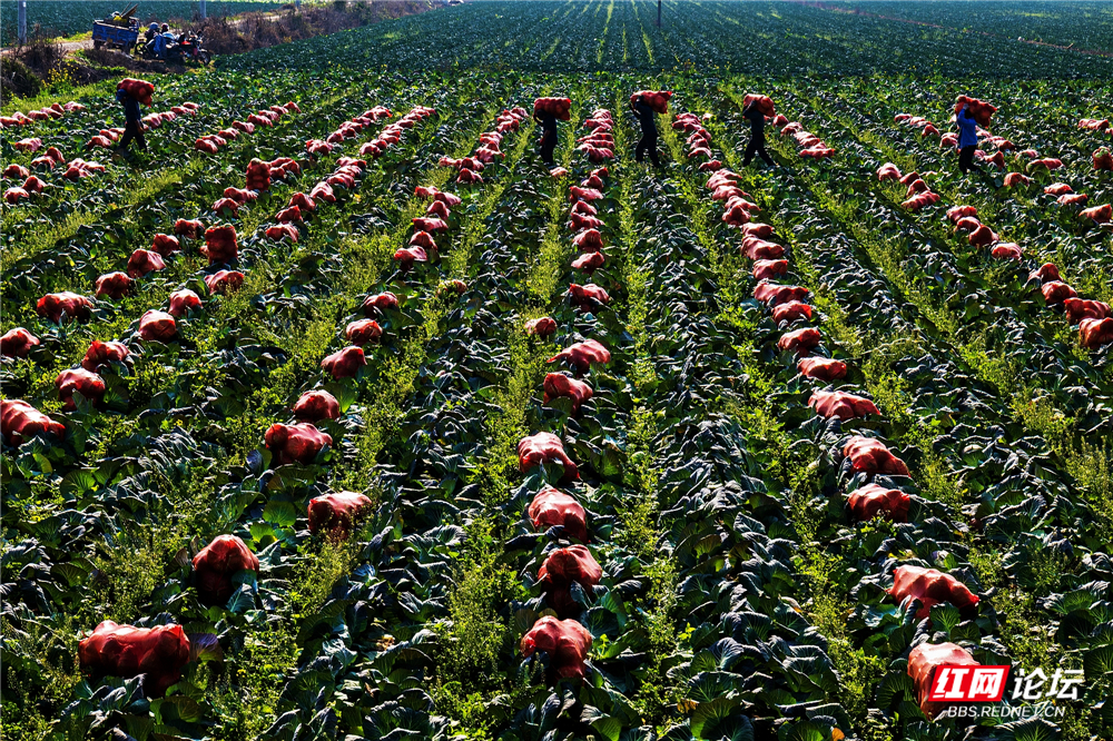 nEO_IMG_2026年1月16日,岳阳市君山区菜农正在抢收蔬菜“雪里红”。据气象部门预报:1月20日起,当地将有一次较强的冰雪天气。这是广兴洲镇的收菜现场。 (6).jpg nEO_IMG_2026年1月16日,岳阳市君山区菜农正在抢收蔬菜“雪里红”。据气象部门预报:1月20日起,当地将有一次较强的冰雪天气。这是广兴洲镇的收菜现场。 (6).jpg