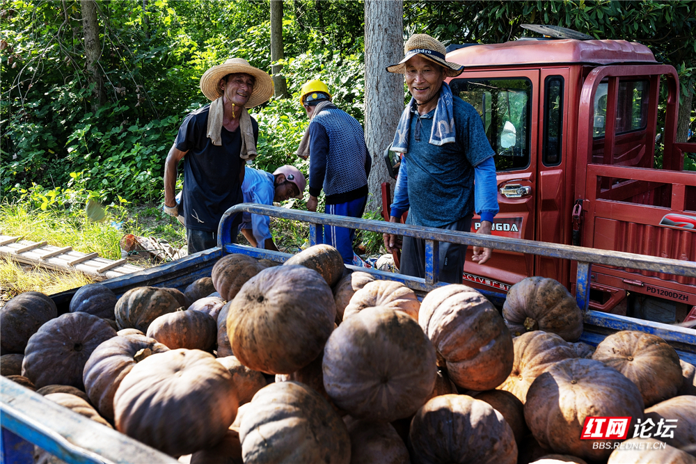 nEO_IMG_2025年7月10日,君山区柳林洲镇,村民们将刚刚采摘的南瓜装车。 (3).jpg nEO_IMG_2025年7月10日,君山区柳林洲镇,村民们将刚刚采摘的南瓜装车。 (3).jpg