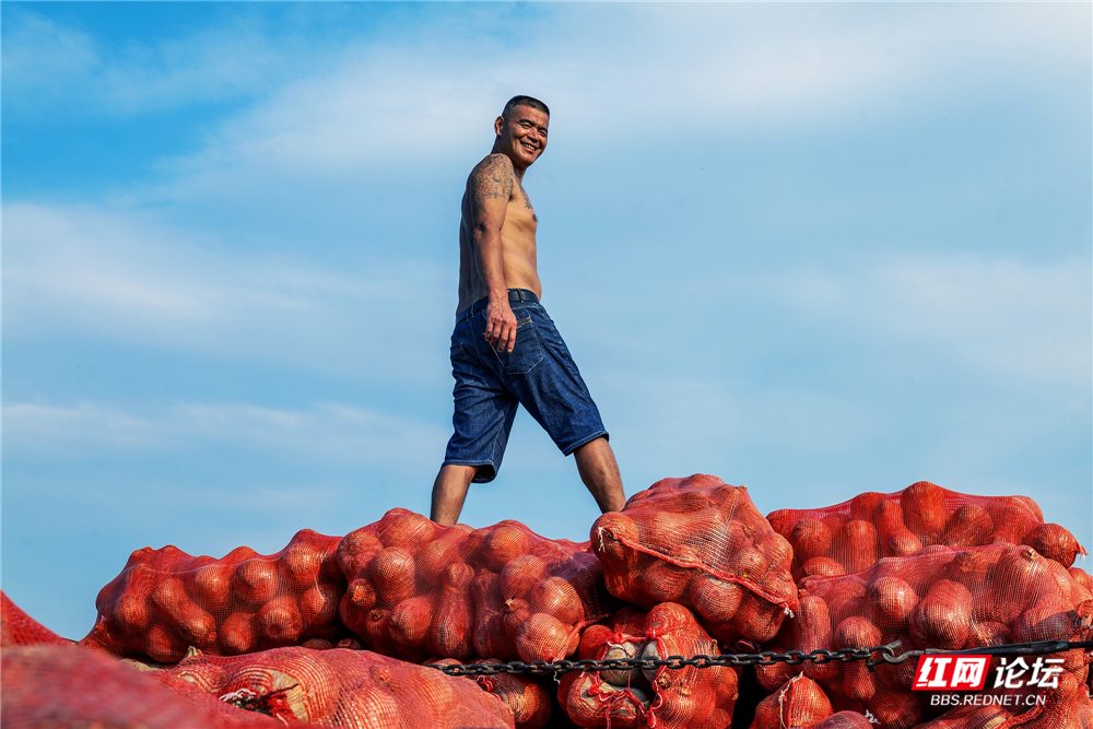 nEO_IMG_2024年7月10日,君山区柳林洲镇,正在装车的汉子。.jpg nEO_IMG_2024年7月10日,君山区柳林洲镇,正在装车的汉子。.jpg