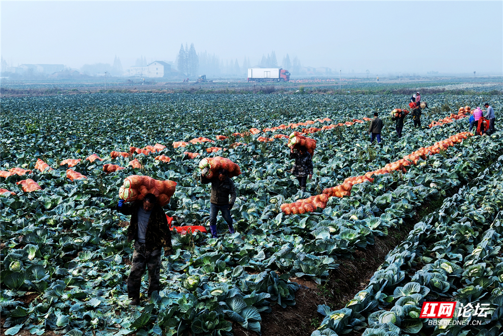 nEO_IMG_2023年12月28日,君山区广兴洲镇,村民在收包菜。 (2).jpg nEO_IMG_2023年12月28日,君山区广兴洲镇,村民在收包菜。 (2).jpg