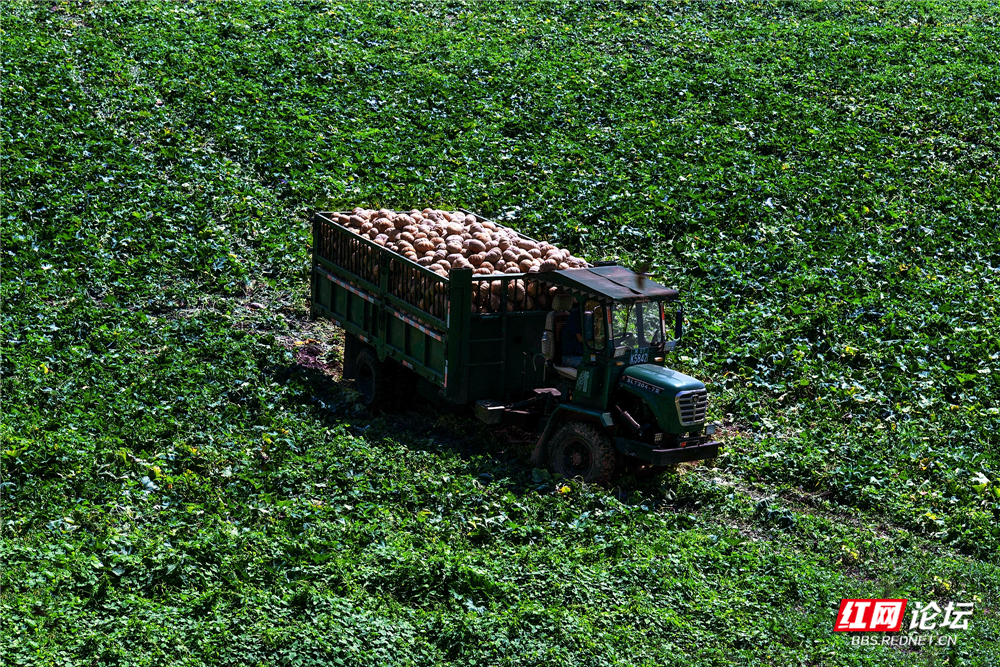 nEO_IMG_2025年7月10日,君山区柳林洲镇,村民们将刚刚采摘的南瓜装车。 (5).jpg nEO_IMG_2025年7月10日,君山区柳林洲镇,村民们将刚刚采摘的南瓜装车。 (5).jpg
