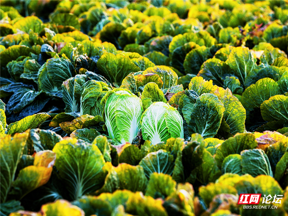 nEO_IMG_2024年1月11日,君山区广兴洲镇,两棵还长在地里的大白菜被剥去枯叶,为这片“待字闺中”的大白菜做着“活广告”。.jpg nEO_IMG_2024年1月11日,君山区广兴洲镇,两棵还长在地里的大白菜被剥去枯叶,为这片“待字闺中”的大白菜做着“活广告”。.jpg