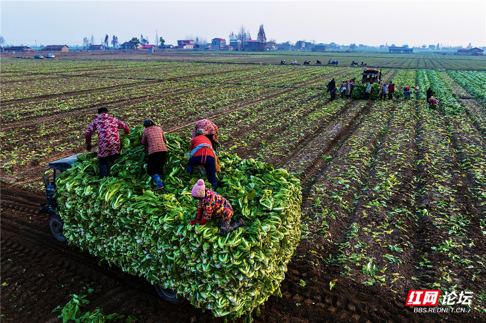 nEO_IMG_2024年12月24日,华容县团洲乡团北村灾后补种的芥菜获得丰收。团洲垸大堤决口时,该村首当其冲。.jpg nEO_IMG_2024年12月24日,华容县团洲乡团北村灾后补种的芥菜获得丰收。团洲垸大堤决口时,该村首当其冲。.jpg