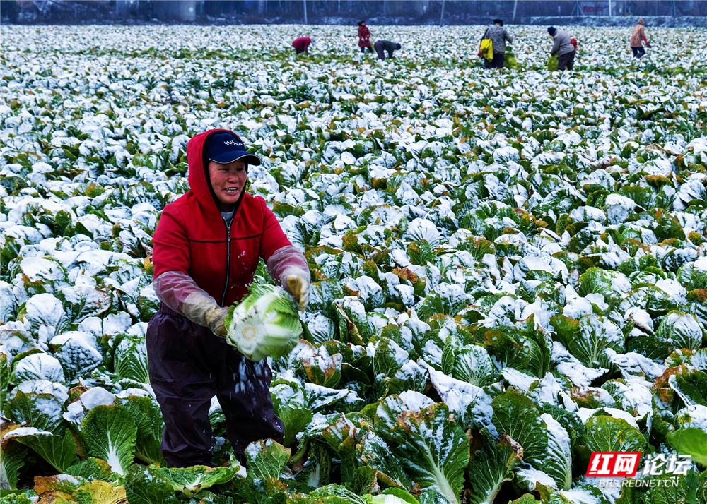 nEO_IMG_2024年1月22日,君山区广兴洲镇,一场大雪如期而至。这一片快要绝望的大白菜终于等来了好时机。 (3).jpg nEO_IMG_2024年1月22日,君山区广兴洲镇,一场大雪如期而至。这一片快要绝望的大白菜终于等来了好时机。 (3).jpg