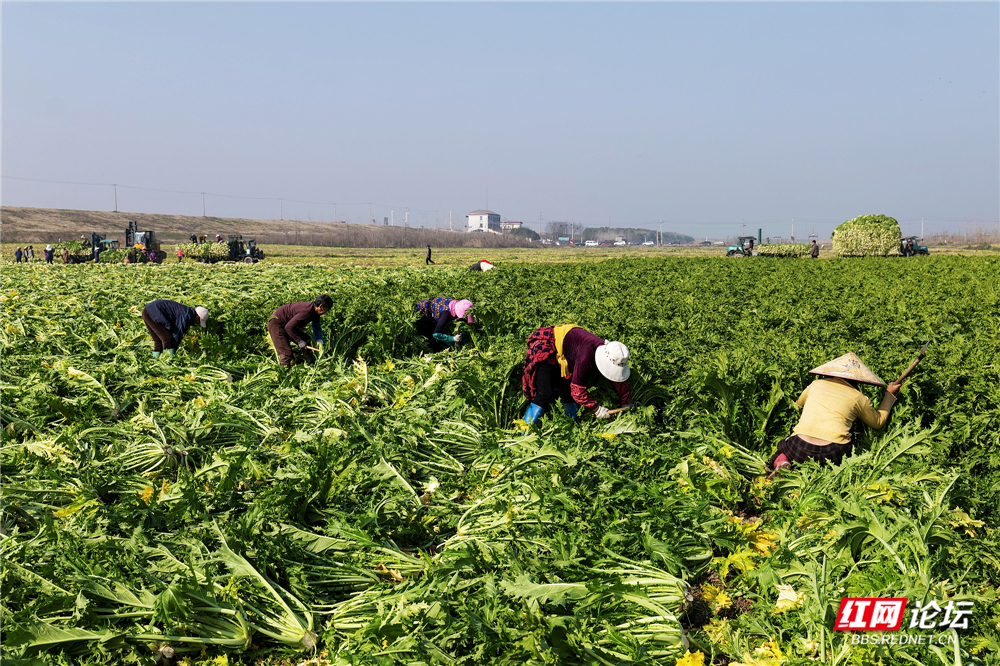 nEO_IMG_2026年1月16日,岳阳市君山区菜农正在抢收蔬菜“雪里红”。据气象部门预报:1月20日起,当地将有一次较强的冰雪天气。这是建新农场九队的收菜现场。 (1).jpg nEO_IMG_2026年1月16日,岳阳市君山区菜农正在抢收蔬菜“雪里红”。据气象部门预报:1月20日起,当地将有一次较强的冰雪天气。这是建新农场九队的收菜现场。 (1).jpg