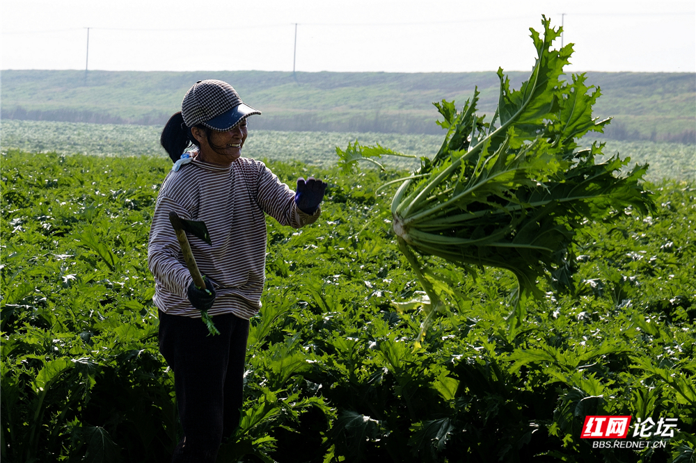 nEO_IMG_2026年1月16日,岳阳市君山区菜农正在抢收蔬菜“雪里红”。据气象部门预报:1月20日起,当地将有一次较强的冰雪天气。这是建新农场九队的收菜现场。 (6).jpg nEO_IMG_2026年1月16日,岳阳市君山区菜农正在抢收蔬菜“雪里红”。据气象部门预报:1月20日起,当地将有一次较强的冰雪天气。这是建新农场九队的收菜现场。 (6).jpg
