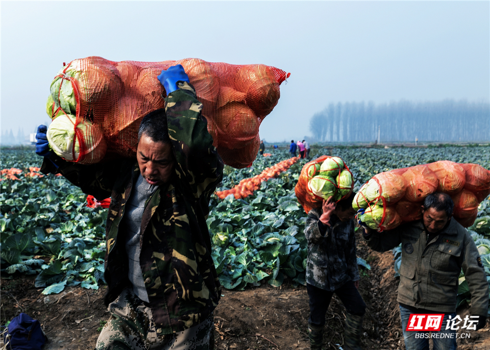 nEO_IMG_2023年12月28日,君山区广兴洲镇,村民在收包菜。 (3).jpg nEO_IMG_2023年12月28日,君山区广兴洲镇,村民在收包菜。 (3).jpg
