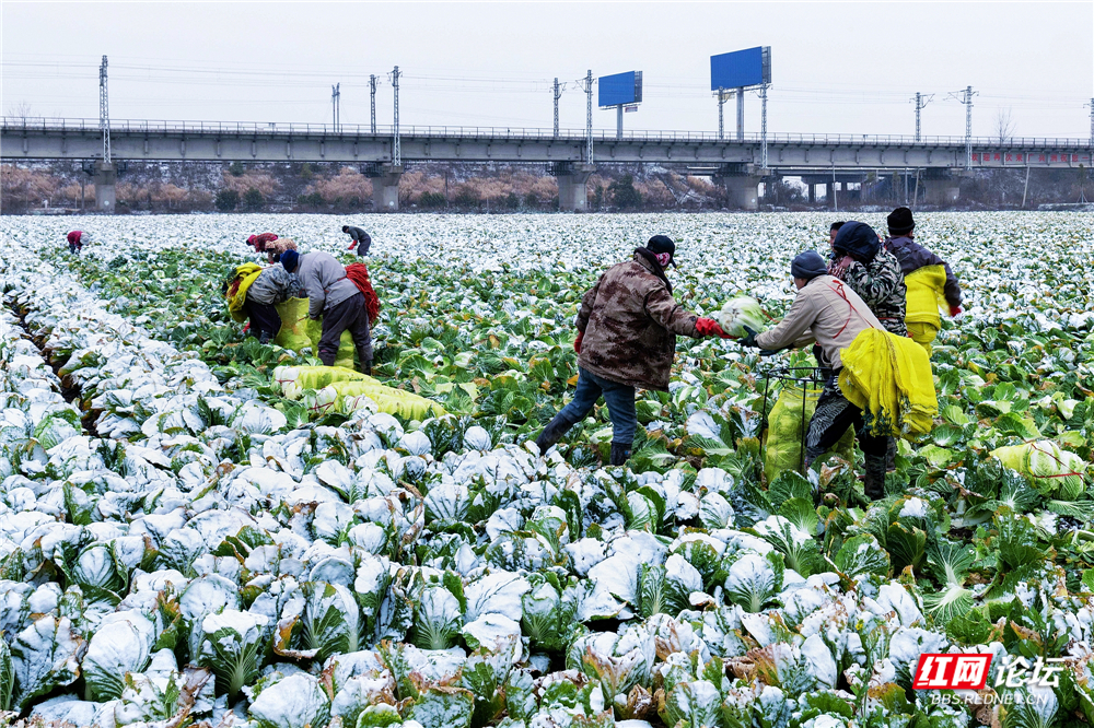 nEO_IMG_2024年1月22日,君山区广兴洲镇,一场大雪如期而至。这一片快要绝望的大白菜终于等来了好时机。 (2).jpg nEO_IMG_2024年1月22日,君山区广兴洲镇,一场大雪如期而至。这一片快要绝望的大白菜终于等来了好时机。 (2).jpg