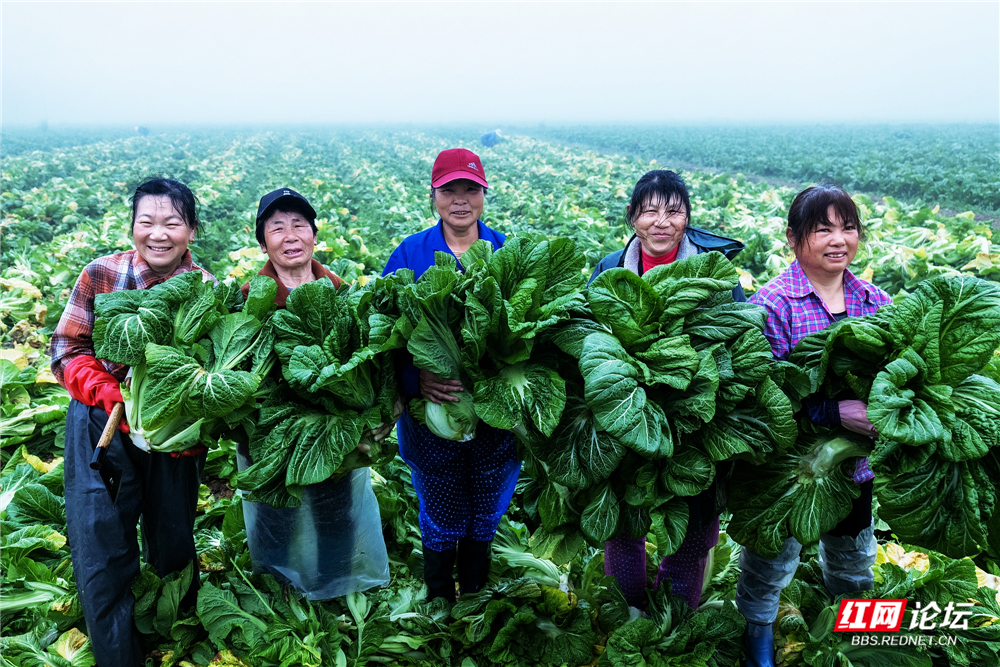 nEO_IMG_2023年3月9日,华容县三封寺镇,村民在收芥菜。 (2).jpg nEO_IMG_2023年3月9日,华容县三封寺镇,村民在收芥菜。 (2).jpg
