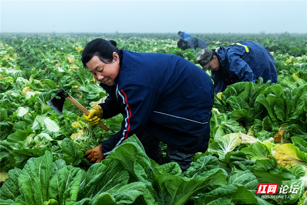 nEO_IMG_2023年3月9日,华容县三封寺镇,村民在收芥菜。 (1).jpg nEO_IMG_2023年3月9日,华容县三封寺镇,村民在收芥菜。 (1).jpg