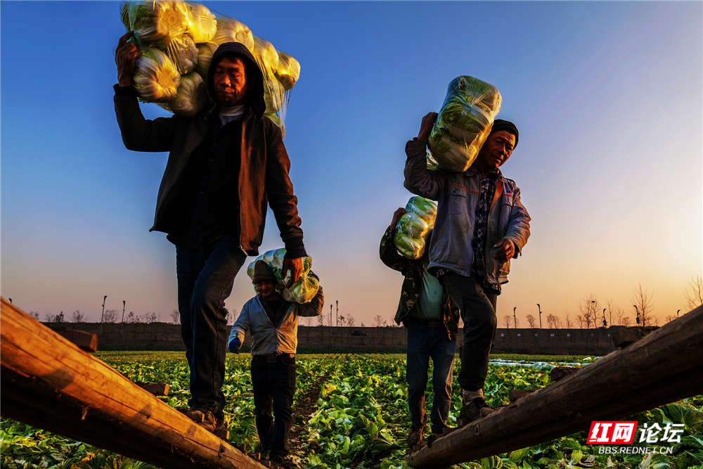 nEO_IMG_2023年12月24日,君山区广兴洲镇,村民在夕阳下采收大白菜。 (1).jpg nEO_IMG_2023年12月24日,君山区广兴洲镇,村民在夕阳下采收大白菜。 (1).jpg