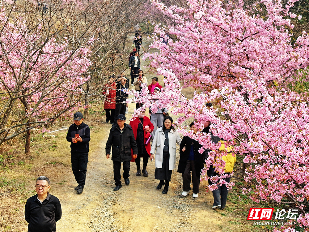 nEO_IMG_常德临澧：冬日樱花开  游客慕名来(6).jpg