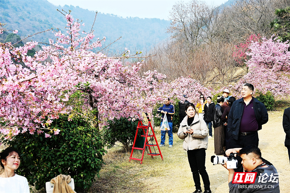 nEO_IMG_常德临澧：冬日樱花开  游客慕名来(4).jpg