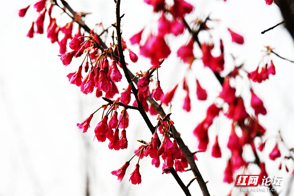 nEO_IMG_常德临澧：冬日樱花开  游客慕名来(12).jpg