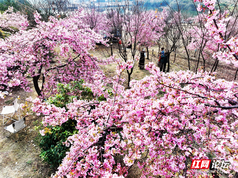 nEO_IMG_常德临澧：冬日樱花开  游客慕名来(1).jpg