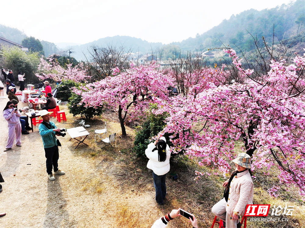 nEO_IMG_常德临澧：冬日樱花开  游客慕名来(8).jpg