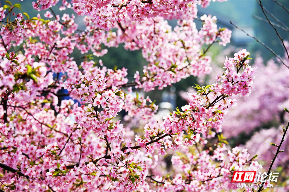 nEO_IMG_常德临澧：冬日樱花开  游客慕名来(10).jpg