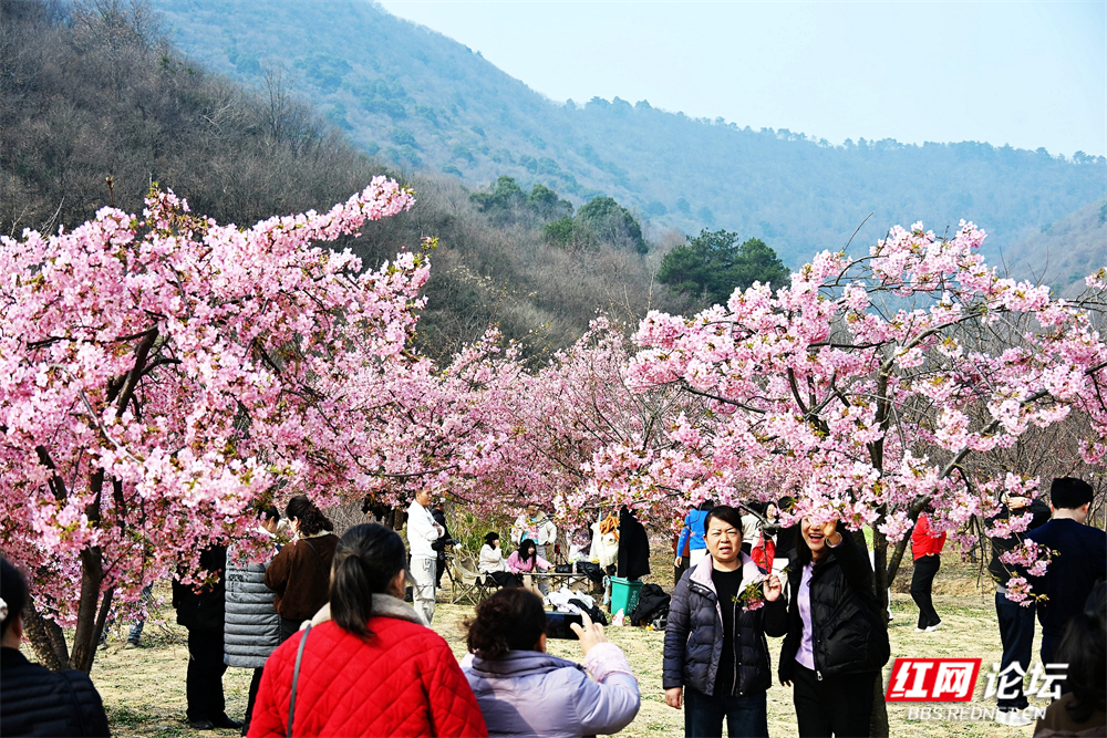 nEO_IMG_常德临澧：冬日樱花开  游客慕名来(3).jpg